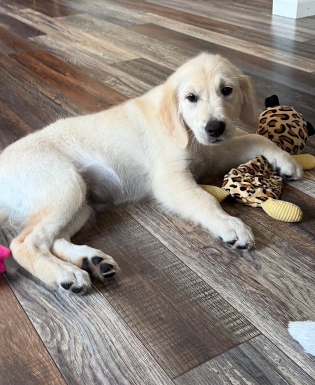 Golden Retriever Puppies media 18
