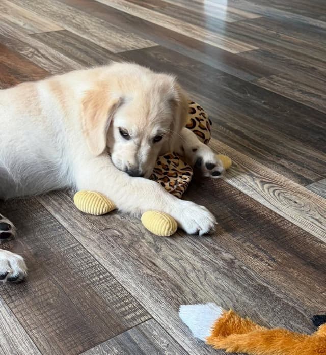Golden Retriever Puppies media 17