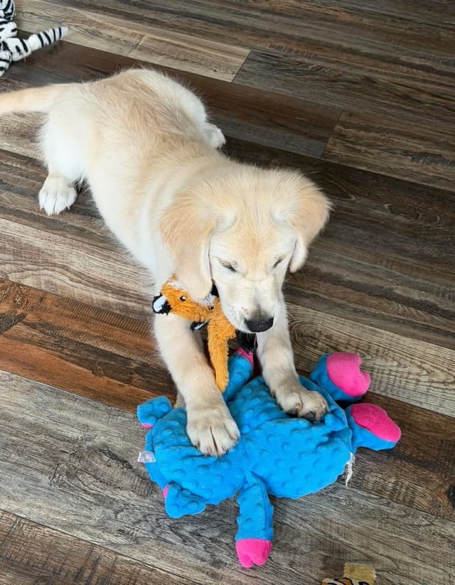 Golden Retriever Puppies media 20