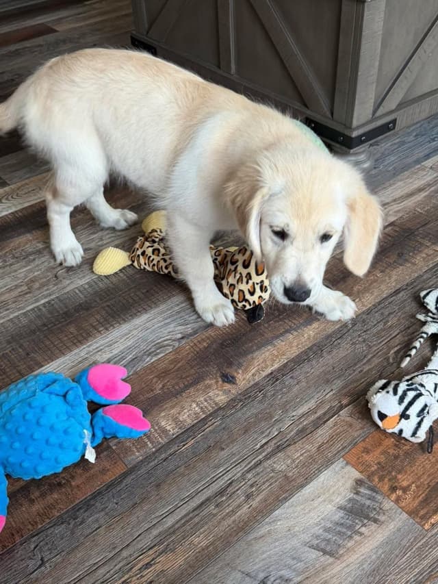 Golden Retriever Puppies media 21