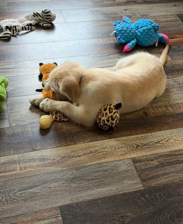 Golden Retriever Puppies media 22