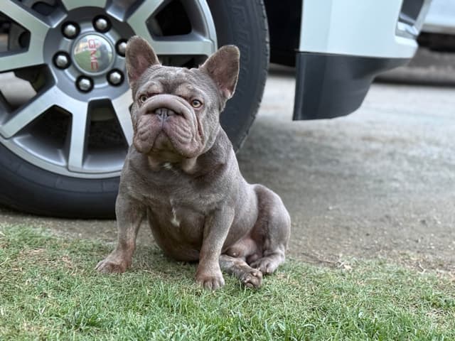 French Bulldog Puppies media 15