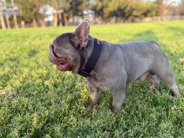 French Bulldog Puppies media 16