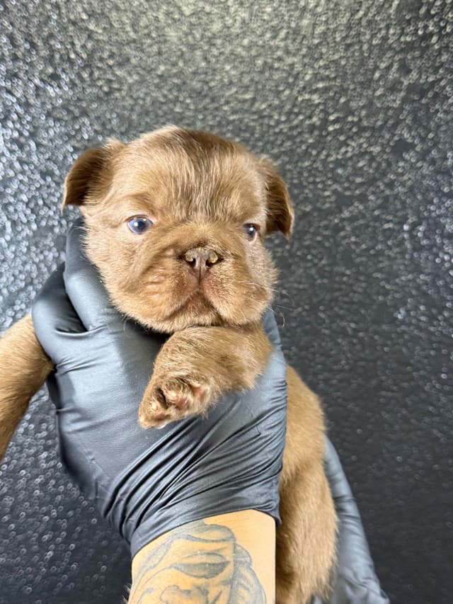 French Bulldog Puppies media 3