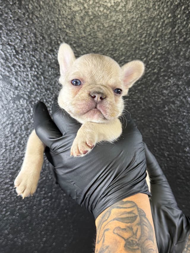 French Bulldog Puppies media 5