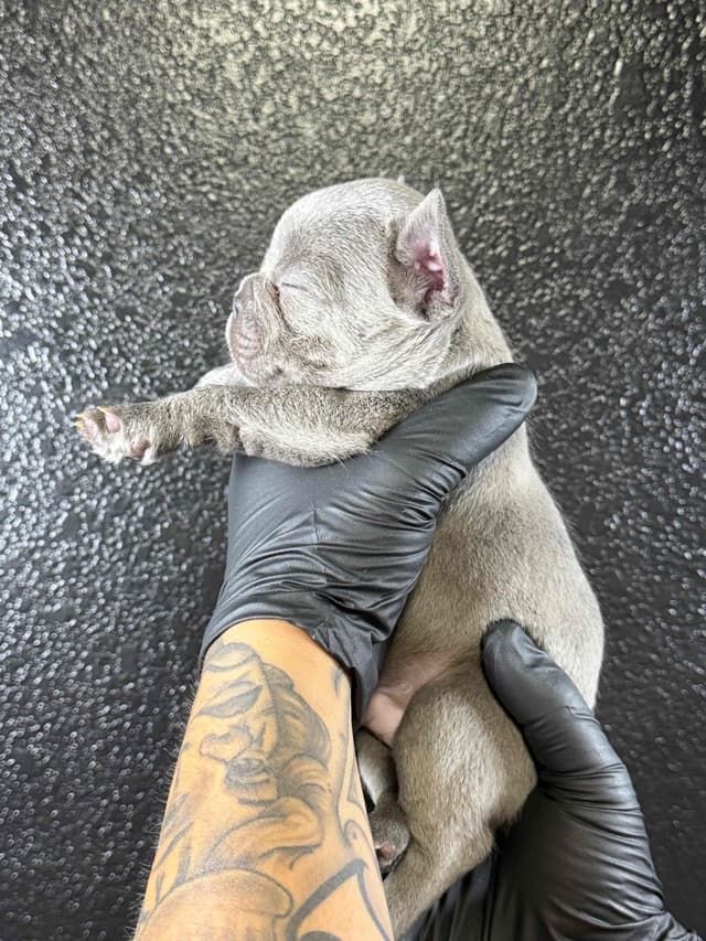 French Bulldog Puppies media 9