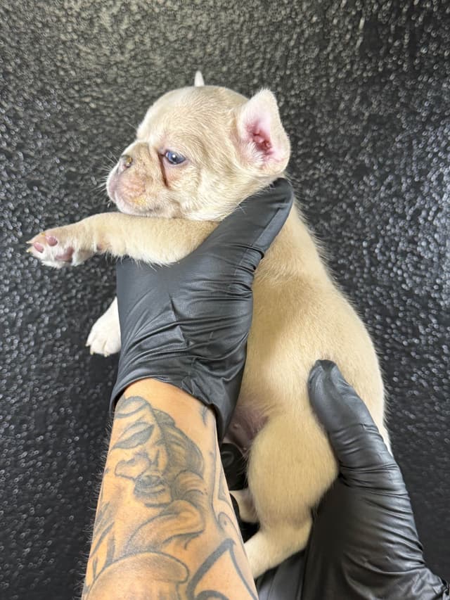 French Bulldog Puppies media 6