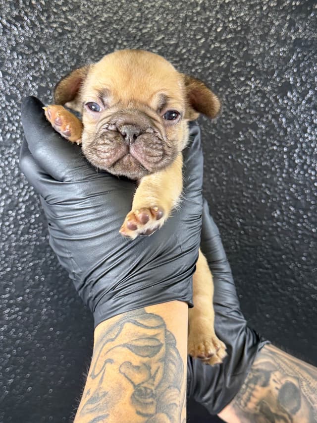 French Bulldog Puppies media 11
