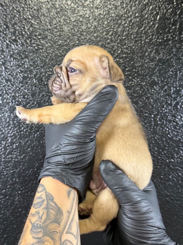 French Bulldog Puppies media 12