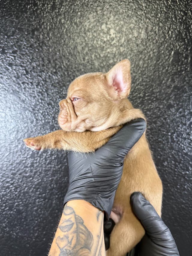 French Bulldog Puppies media 13