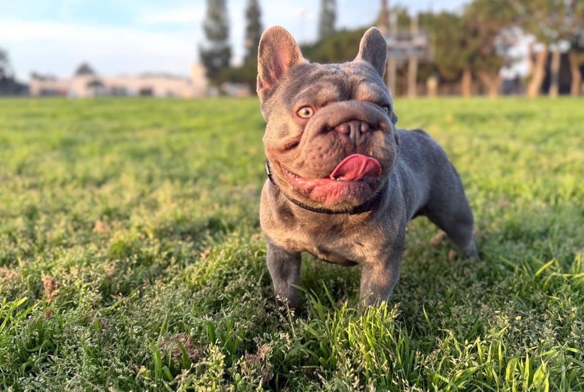 French Bulldog Puppies breeder image 1