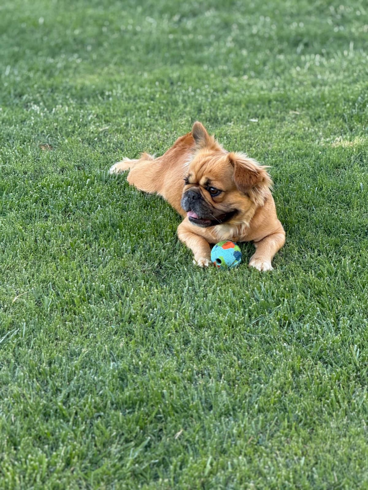 French Bulldog Puppies breeder image 2