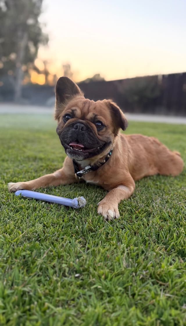 French Bulldog Puppies media 18
