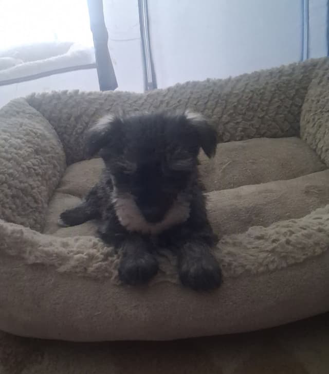 Miniature Schnauzer Puppies media 2