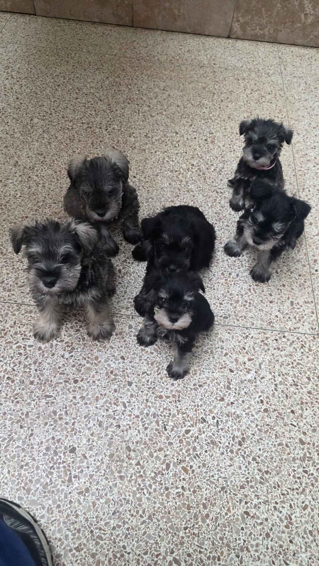 Miniature Schnauzer Puppies media 3