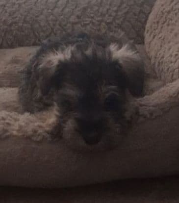 Miniature Schnauzer Puppies media 4