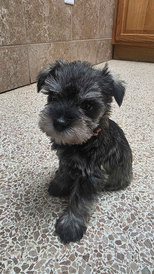 Miniature Schnauzer Puppies media 5
