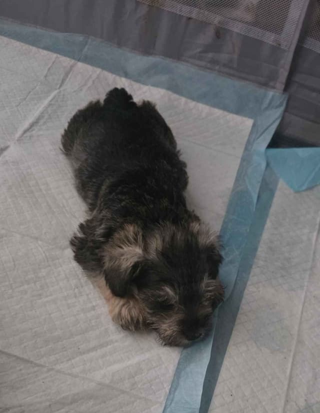 Miniature Schnauzer Puppies media 6