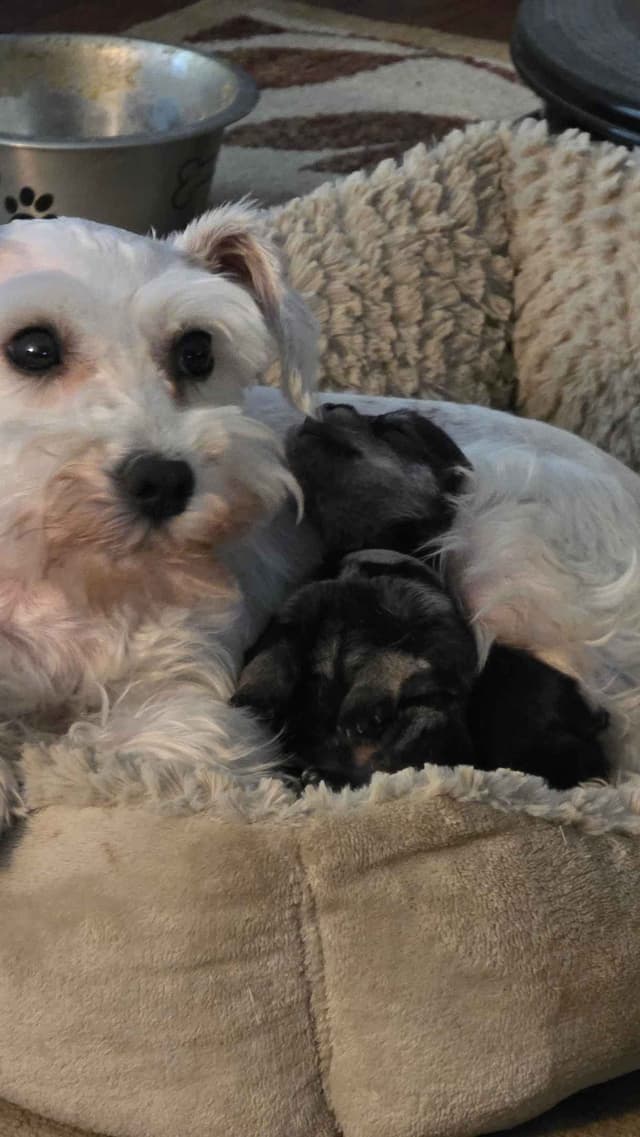 Miniature Schnauzer Puppies media 7