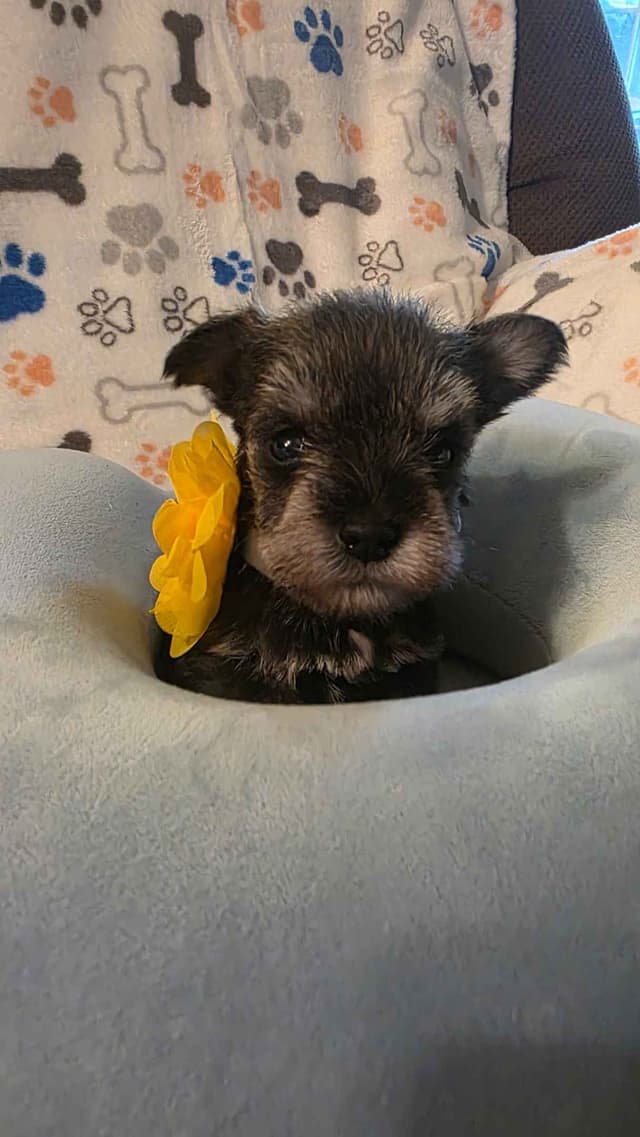 Miniature Schnauzer Puppies media 10