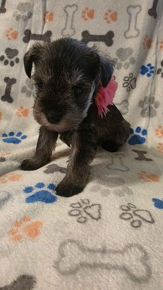 Miniature Schnauzer Puppies media 11