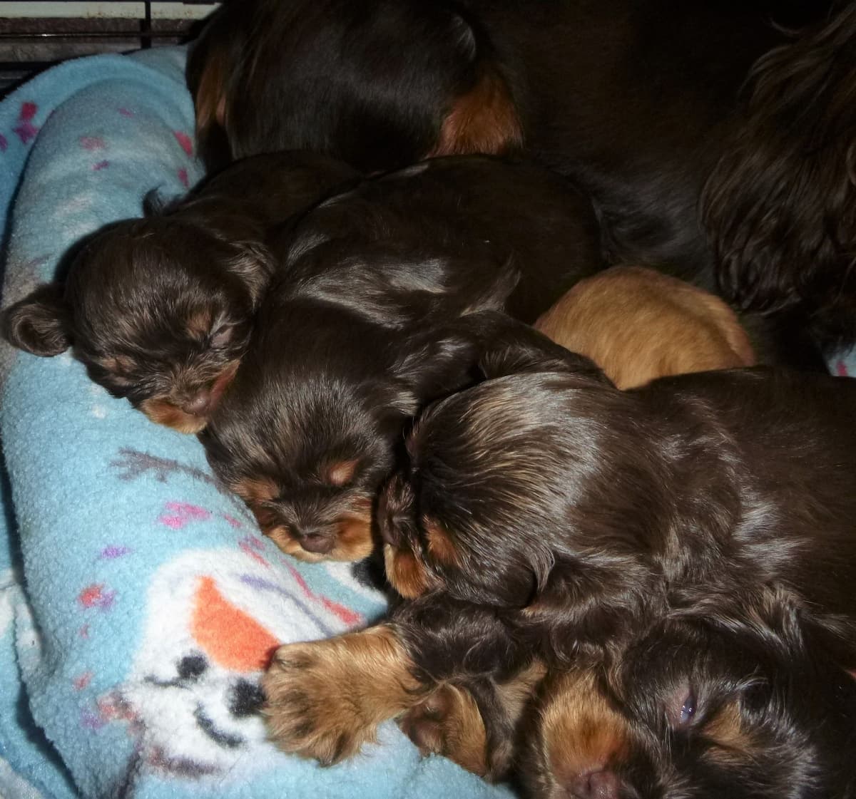 Cavalier King Charles Spaniel Puppies breeder image 2