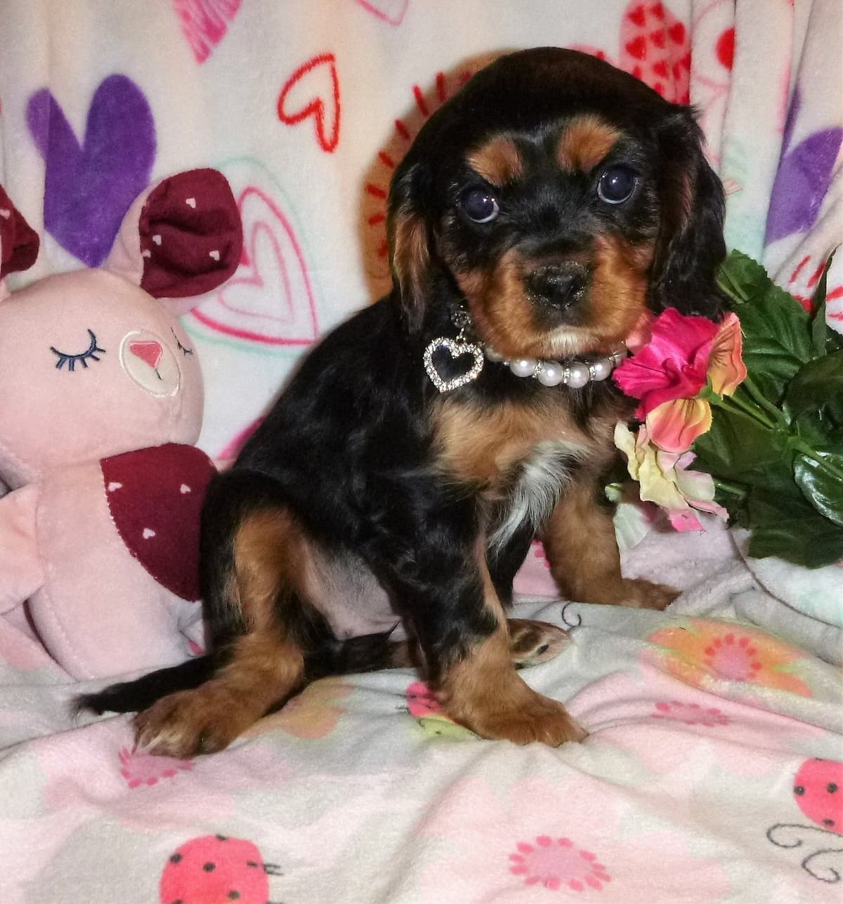 Cavalier King Charles Spaniel Puppies breeder image 3