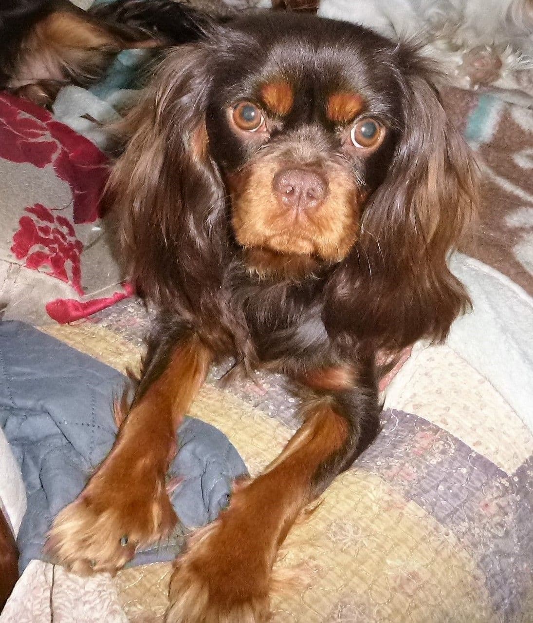 Cavalier King Charles Spaniel Puppies breeder image 4
