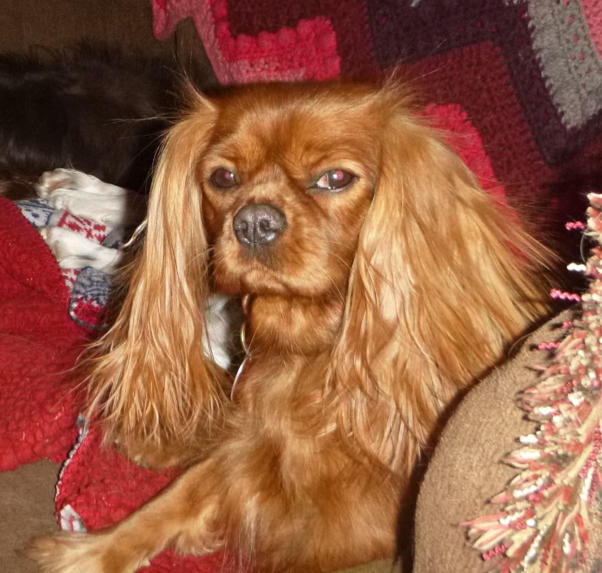 Cavalier King Charles Spaniel Puppies breeder image 5