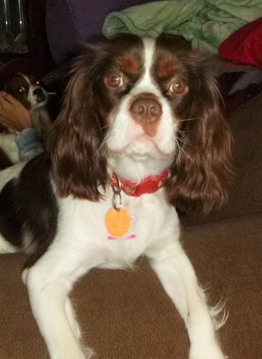 Cavalier King Charles Spaniel Puppies breeder image 6