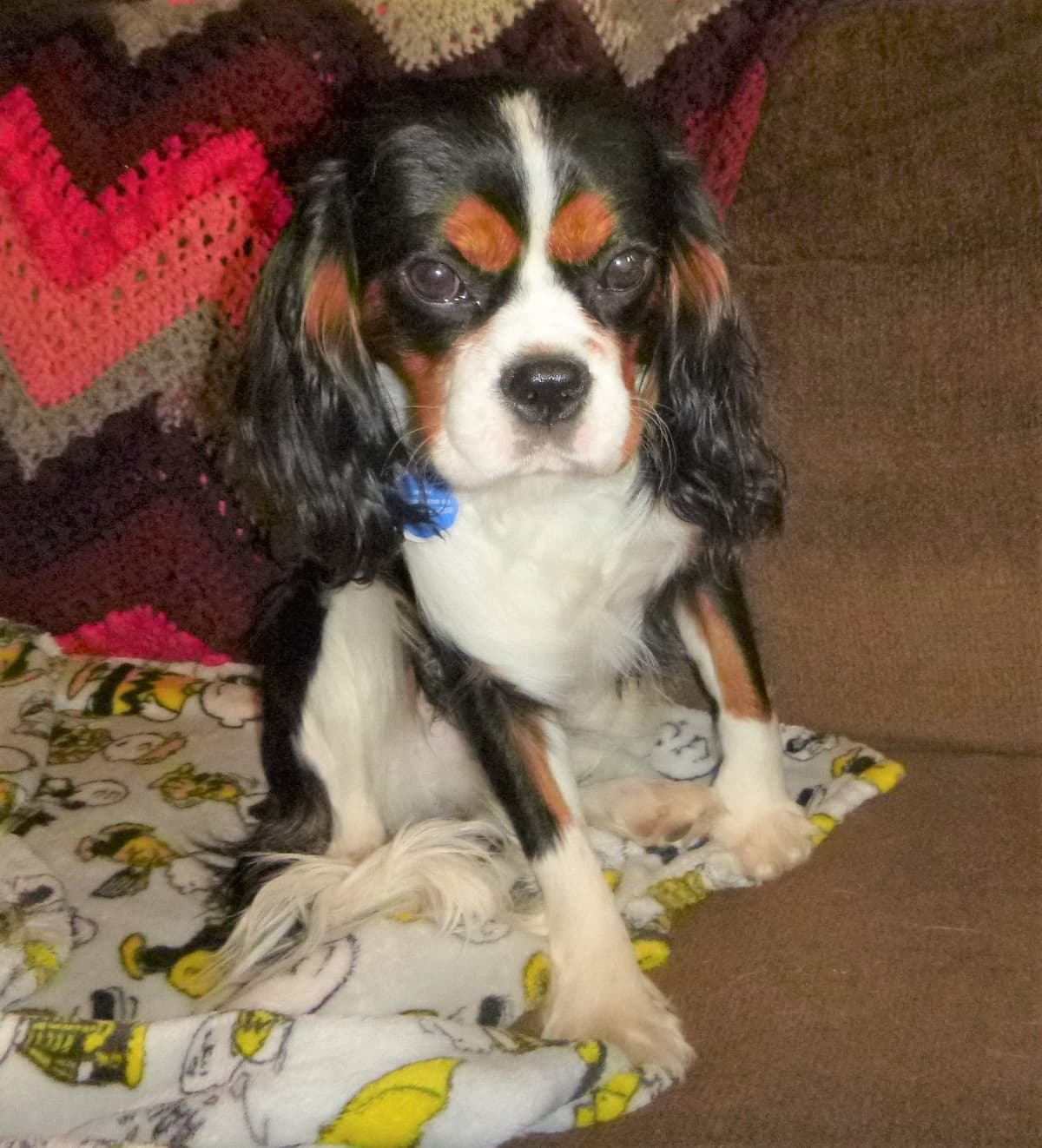 Cavalier King Charles Spaniel Puppies breeder image 7