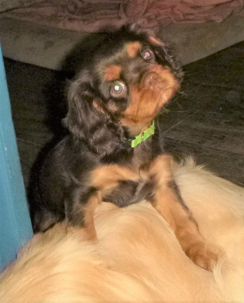 Cavalier King Charles Spaniel Puppies breeder image 9