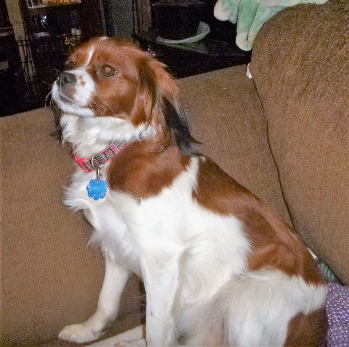 Cavalier King Charles Spaniel Puppies breeder image 10