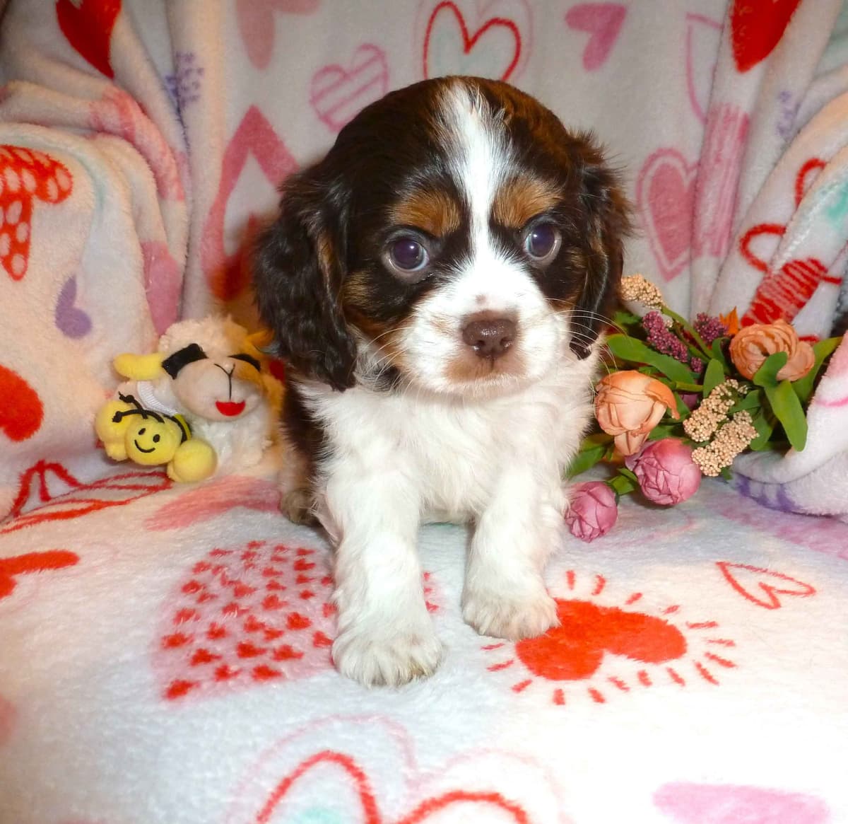 Cavalier King Charles Spaniel Puppies breeder image 11
