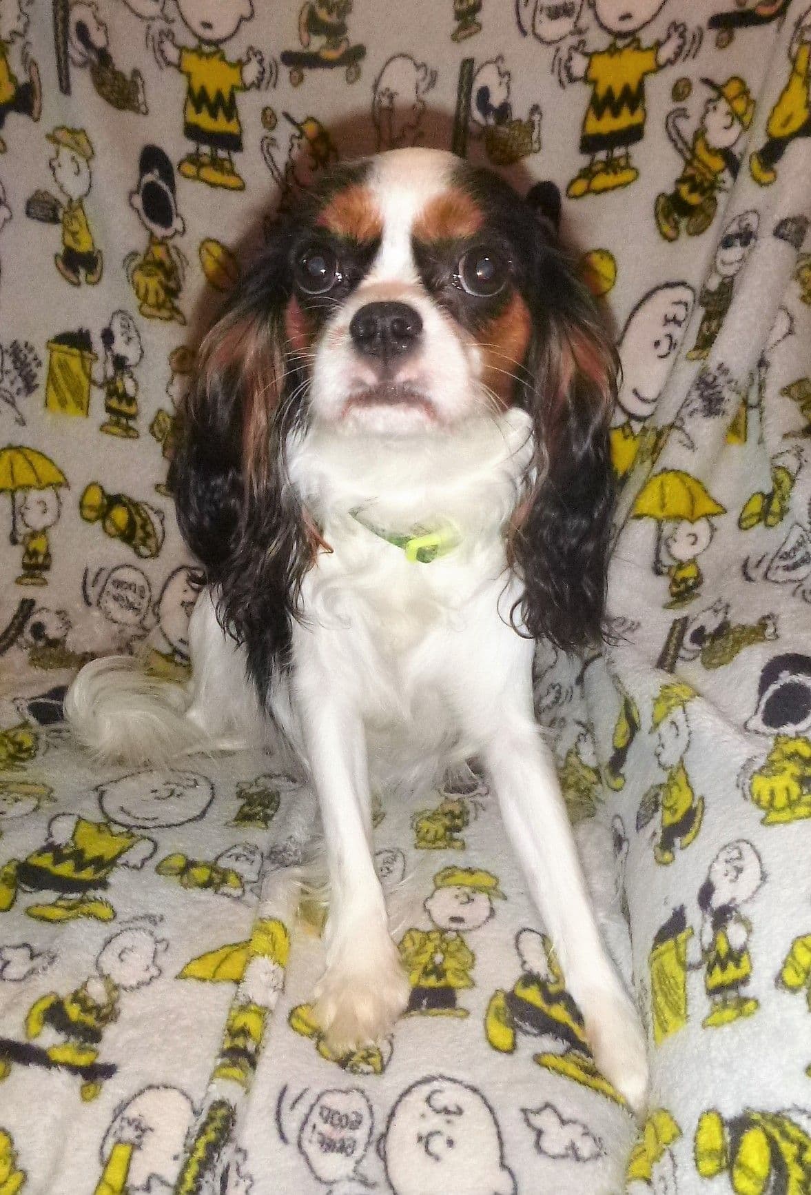 Cavalier King Charles Spaniel Puppies breeder image 13