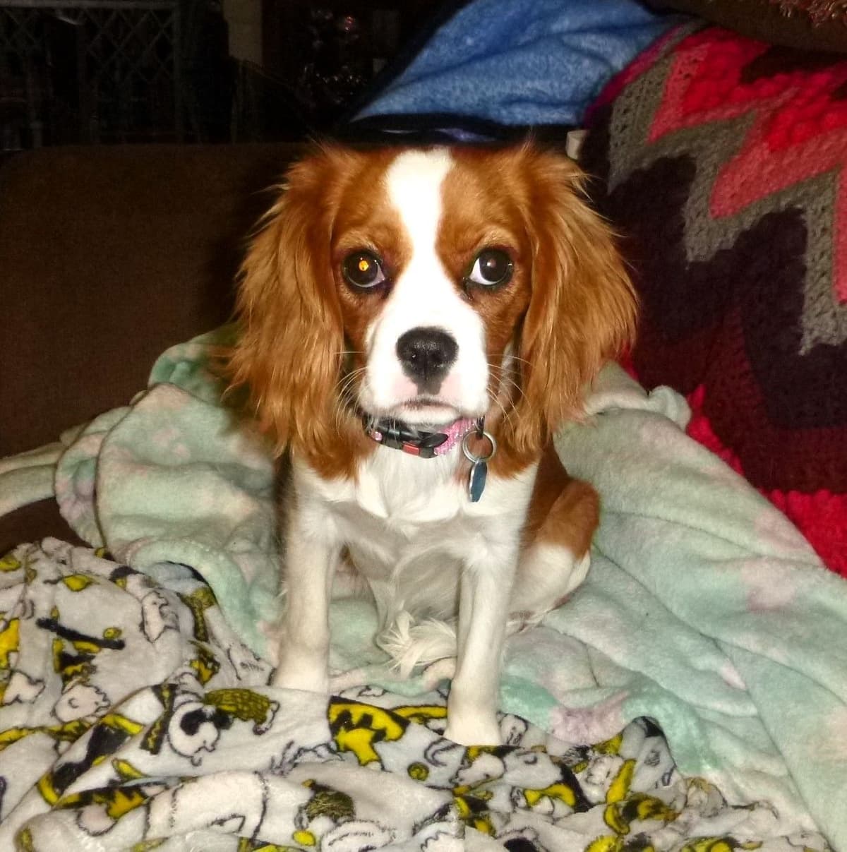 Cavalier King Charles Spaniel Puppies breeder image 14