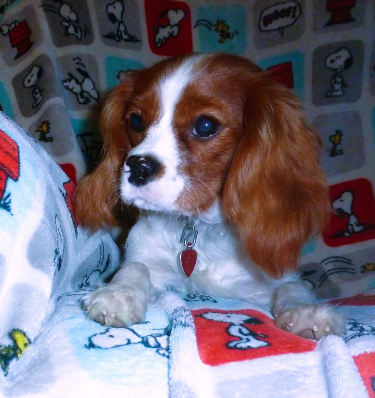 Cavalier King Charles Spaniel Puppies breeder image 15