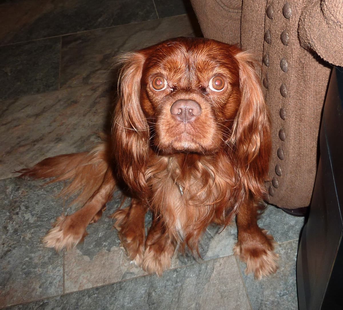 Cavalier King Charles Spaniel Puppies breeder image 16
