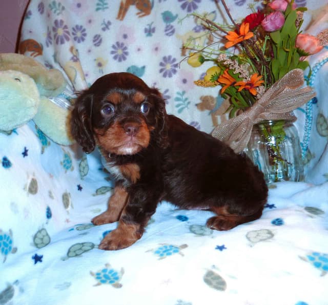 Cavalier King Charles Spaniel Puppies media 2