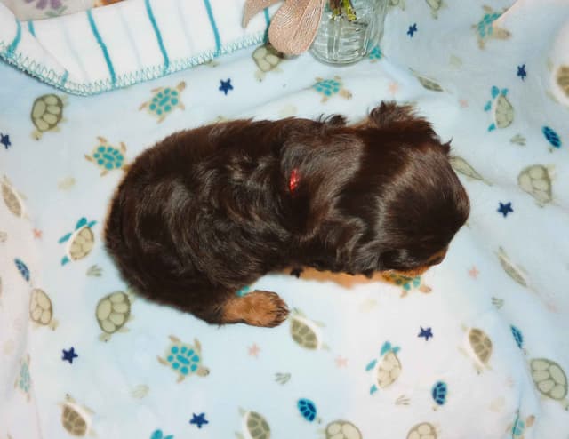 Cavalier King Charles Spaniel Puppies media 3
