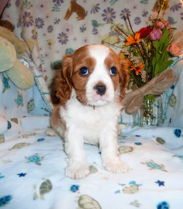 Cavalier King Charles Spaniel Puppies media 4