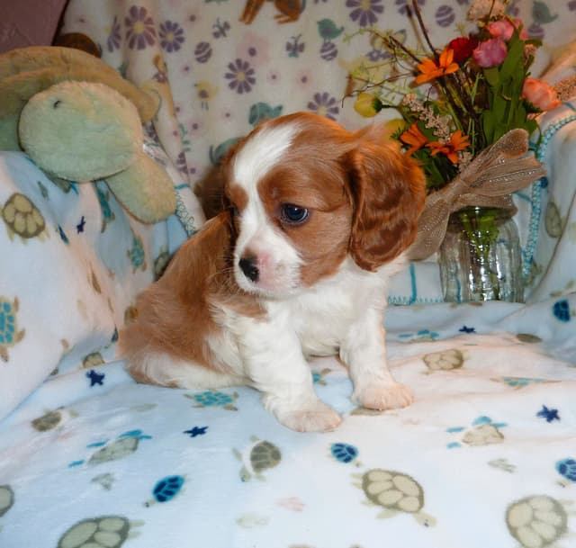 Cavalier King Charles Spaniel Puppies media 5