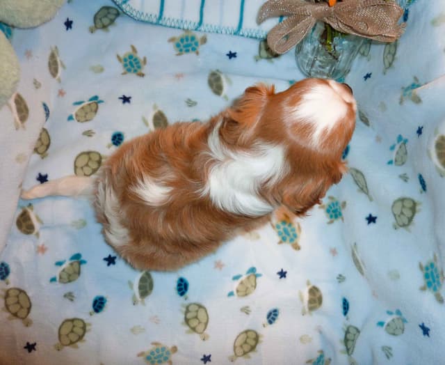 Cavalier King Charles Spaniel Puppies media 6