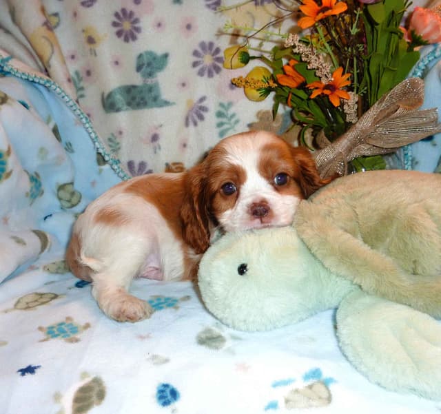Cavalier King Charles Spaniel Puppies media 7