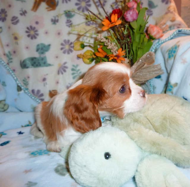 Cavalier King Charles Spaniel Puppies media 8