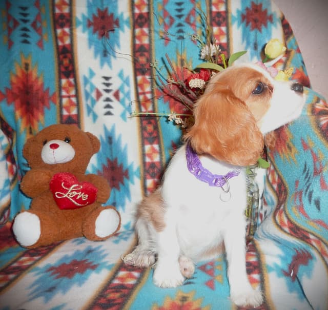 Cavalier King Charles Spaniel Puppies media 2