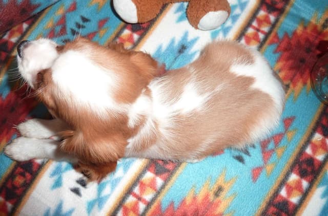 Cavalier King Charles Spaniel Puppies media 3