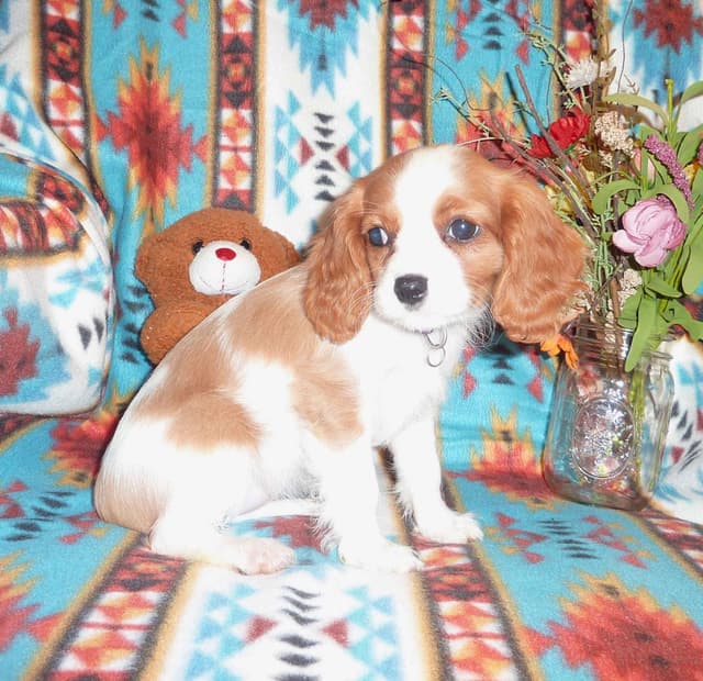 Cavalier King Charles Spaniel Puppies media 4