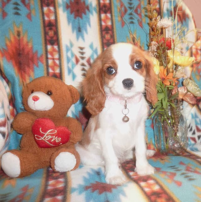 Cavalier King Charles Spaniel Puppies media 5