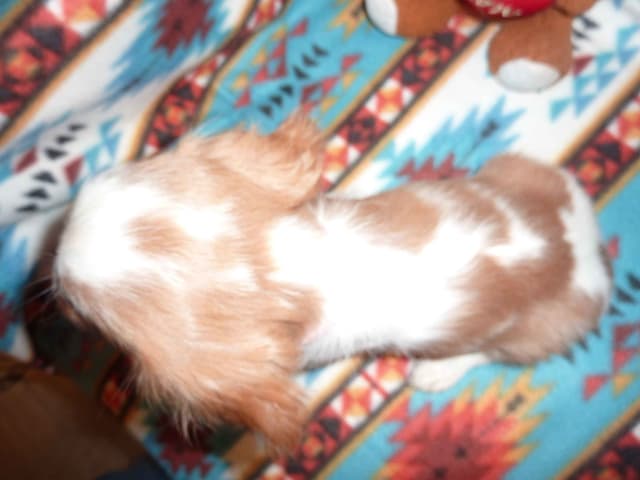 Cavalier King Charles Spaniel Puppies media 7